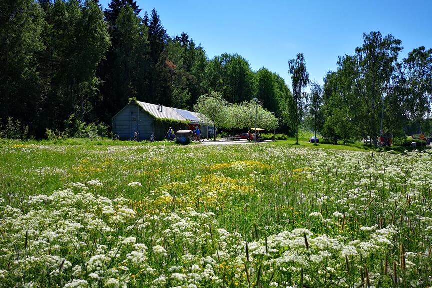 Niityllä kasvaa erilaisia kukkia.