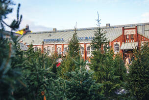 Myytäviä joulukuusia.