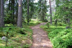 Metsäpolku. Kuva: Harri Mustonen.