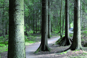 Uutelan metsää.