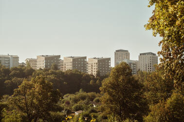 Kuvassa puita ja niiden takana kerrostaloja