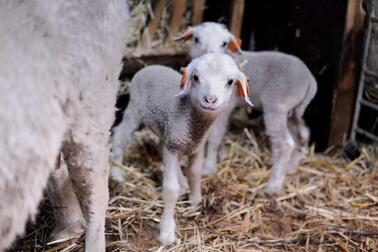 Haltialan lampolassa voi vierailla keväällä. Keväällä 2026 syntyneitä karitsoja.  
