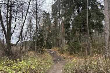 Valokuva nykyisestä metsäpolusta.