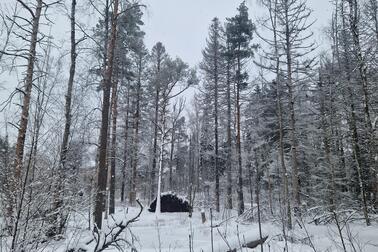 Pikkukoski park forest in winter.