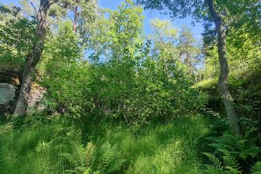 Metsää Myllypuron Korkeakallionpuistossa