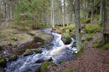 Luonnonperintösäätiö suunnittelee Kirkkonummelle noin 200 hehtaarin suojelualuetta. Metsäaluetta halkoo puro. 