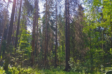 Kirjanpainajien kuivattamia kuusia Maunulan Männikkötien läheisyydessä.