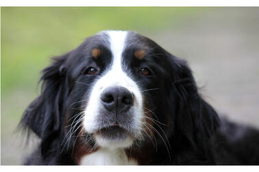 Black and white dog outside on the lawn.
