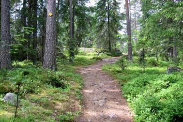 Metsäpolku. Kuva: Harri Mustonen.