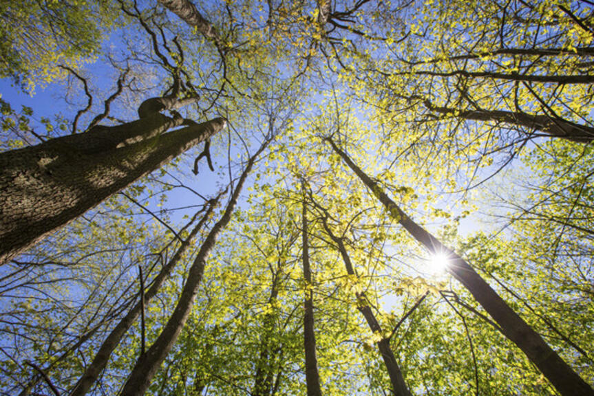 Aurinko paistaa puiden latvojen läpi.