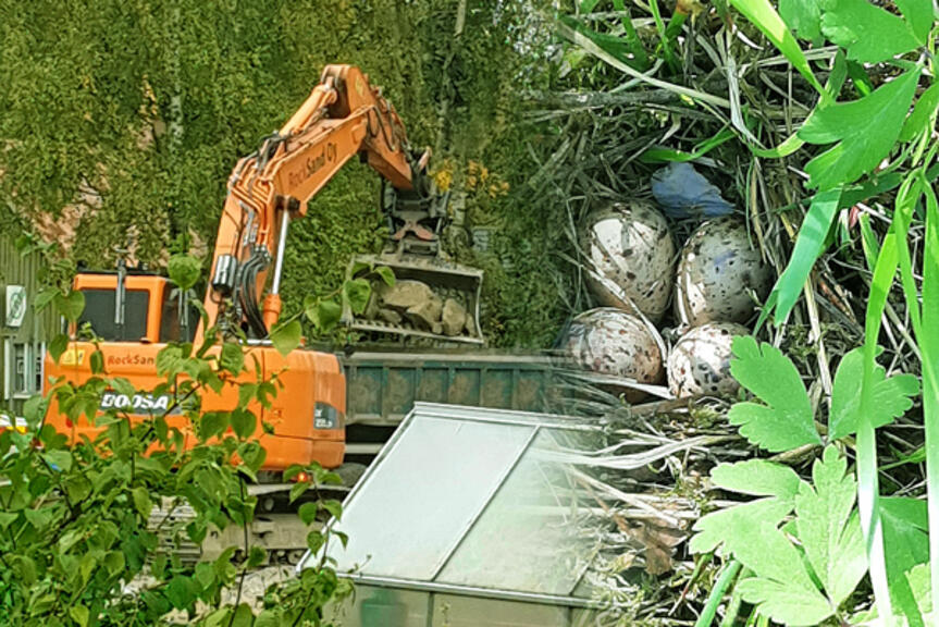 Kuvassa kaivinkone ja linnunpesä munineen. Kuvassa kaivinkone ja linnunpesä munineen.