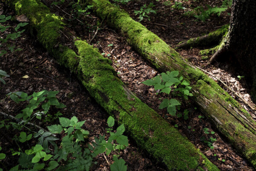 Lahopuita metsässä Lahopuita metsässä