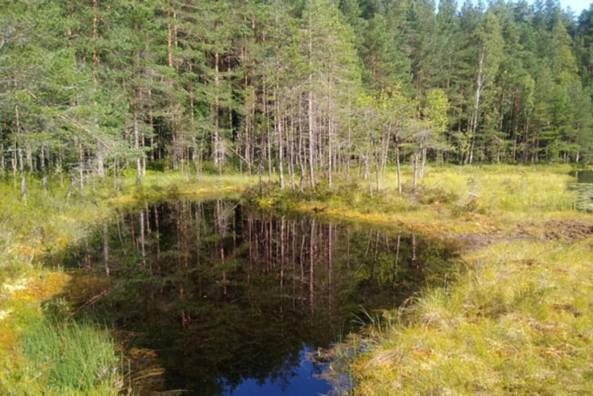 Valokuva Hältingträskin metsälammelta. Kuva Esa Lammi. Valokuva Hältingträskin metsälammelta. Kuva Esa Lammi.