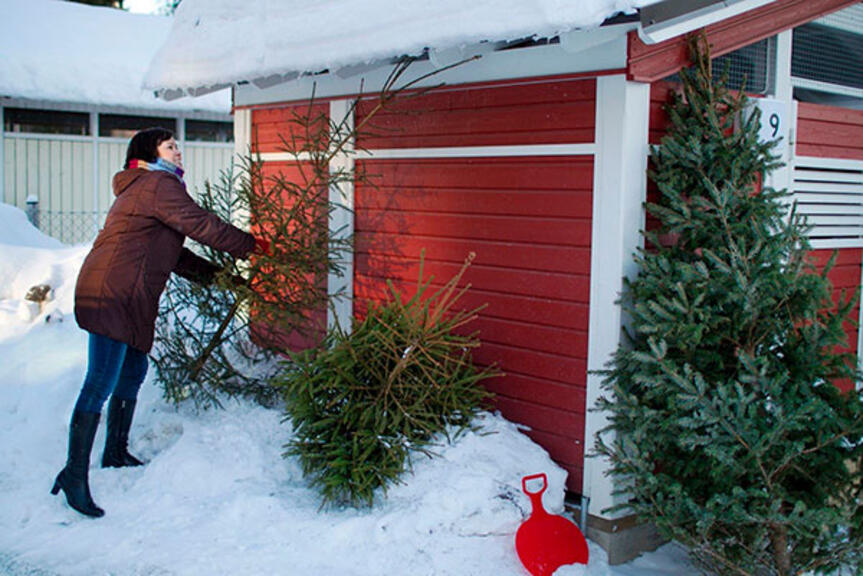 Joulukuusia roskakatoksen vieressä. Joulukuusia roskakatoksen vieressä.