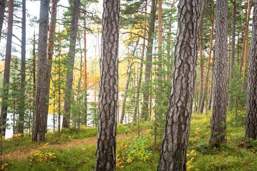 Mäntyjä syksyisessä auringonpaisteessa ja meri näkyy taustalla. Mäntyjä syksyisessä auringonpaisteessa ja meri näkyy taustalla.