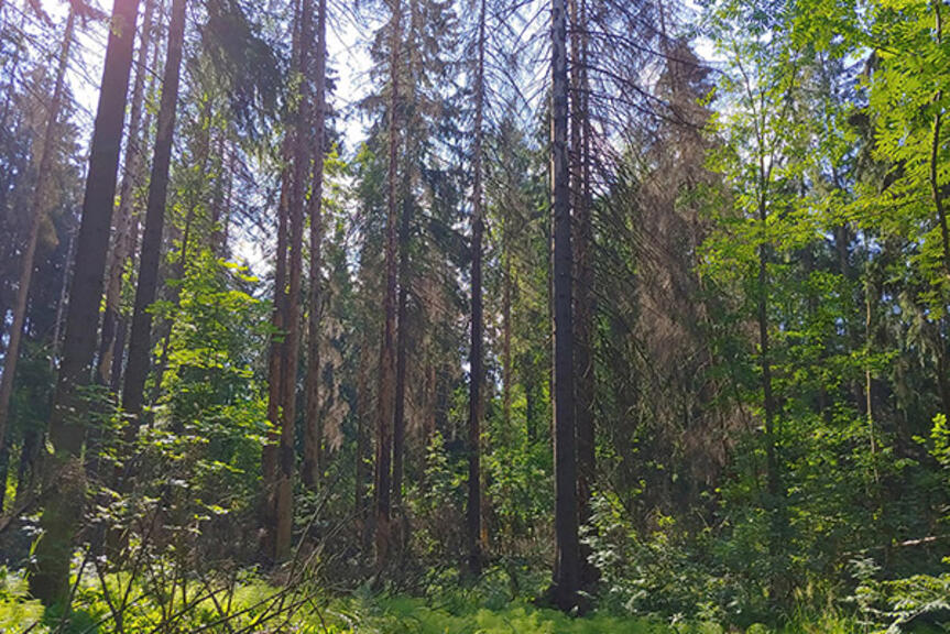 Kirjanpainajan viimevuotisia tuhoja Maunulan Männikkötien läheisyydessä. Kirjanpainajan viimevuotisia tuhoja Maunulan Männikkötien läheisyydessä.