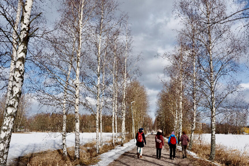Ihmisiä kävelemässä koivukujaa Malmilla Ihmisiä kävelemässä koivukujaa Malmilla