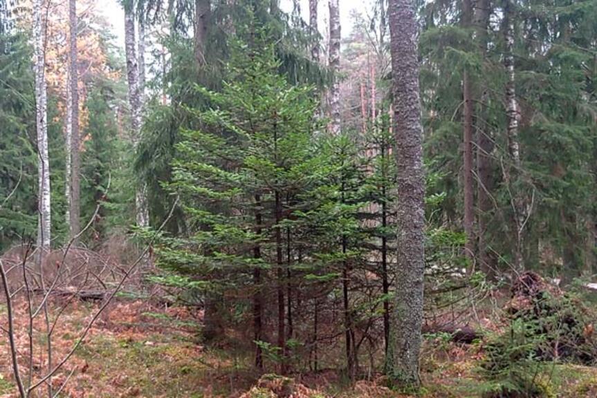 Palsamipihta. Kuva Antti Helakallio. Palsamipihta. Kuva Antti Helakallio.