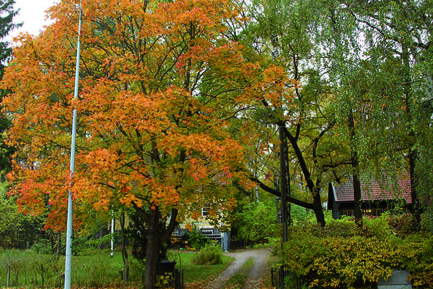 Katunäkymä Käpylässä. Katunäkymä Käpylässä.