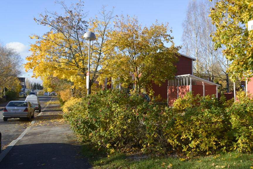 Puita ja pensaita jalkakäytävän vierustalla. Puita ja pensaita jalkakäytävän vierustalla.