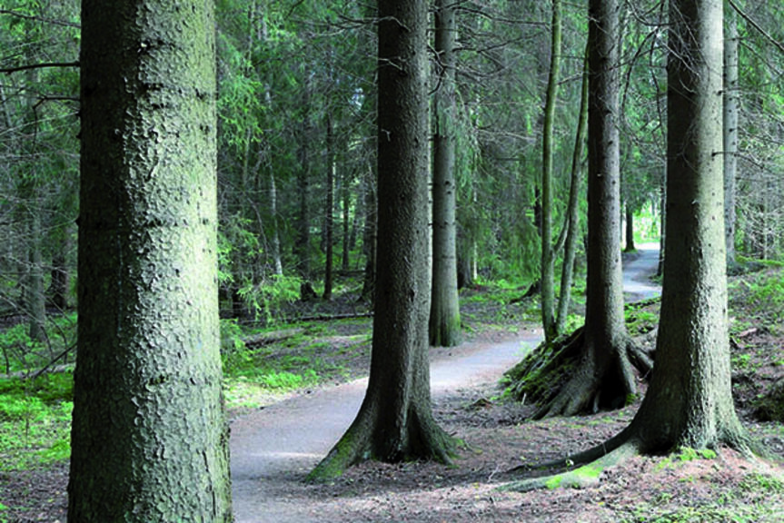 Uutelan metsää. Uutelan metsää.