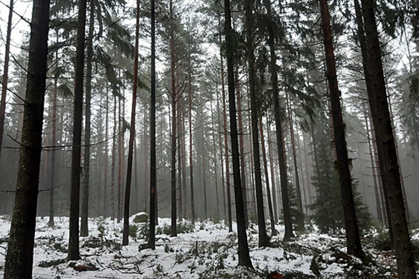 Kuva: Harvennettua metsää Uutelassa. Vesa Koskikallio / Helsingin kaupunki Kuva: Harvennettua metsää Uutelassa. Vesa Koskikallio / Helsingin kaupunki