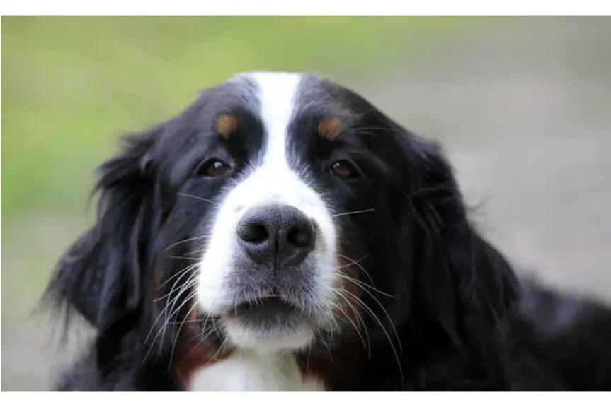 Black and white dog outside on the lawn.