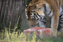 Tiikerin jääherkku sisältää lihaa.