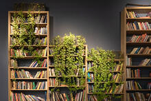 Kirjahyllyjä, joissa on kirjoja ja viherkasveja.