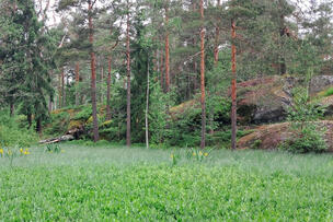 Rantametsää Furuvikissä.