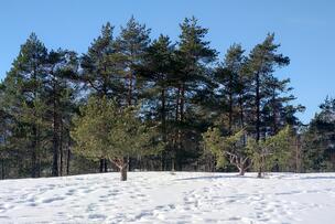 Metsää aurinkoisella pakkassäällä.