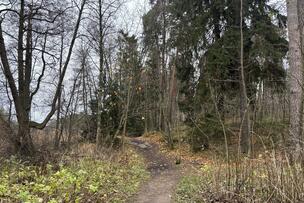 Valokuva nykyisestä metsäpolusta.