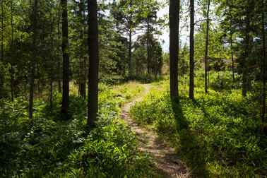 Metsäpolku vihreän metsän keskellä.