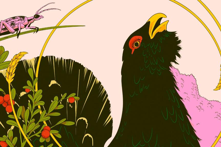 Luontoaiheinen kuvitus, jossa metso etualalla.