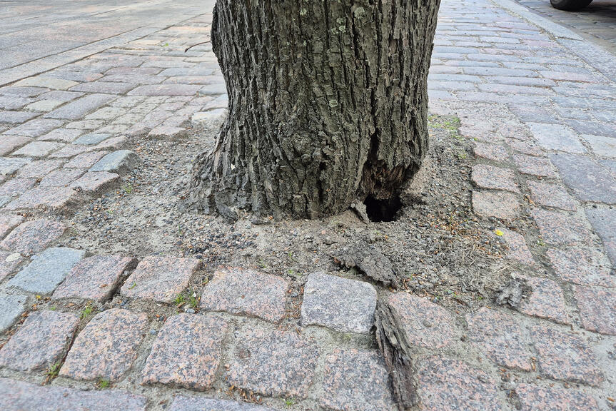 Kolo puun juurella.