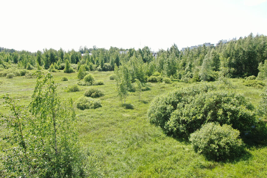 Meöllunmäenluhtaa.