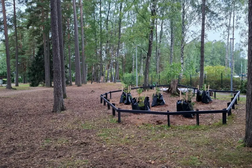 Metsänäkymä, jonka oikeassa reunassa istutusalue, jossa uusia metsätaimia. 