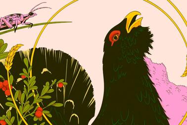 Luontoaiheinen kuvitus, jossa metso etualalla.