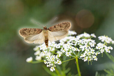 Kirvelilattakoi ja mukulakirveli.