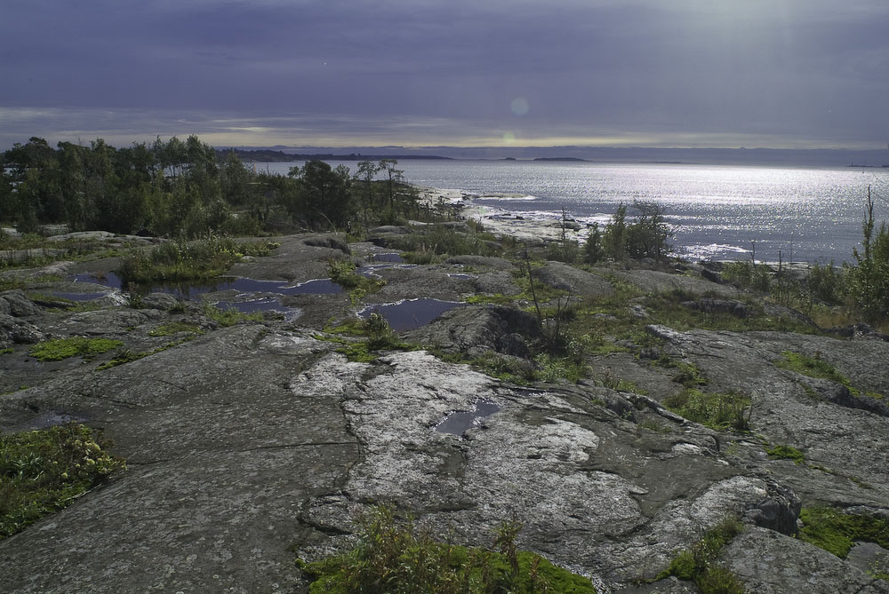 harakka