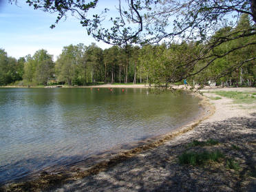 Viiksisiipat viihtyvt hiekkapohjaisten niemien mntymetsiss. Kallahdenniemi