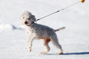 Koira talutushihnassa lumella.