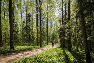 En person går i skogen.